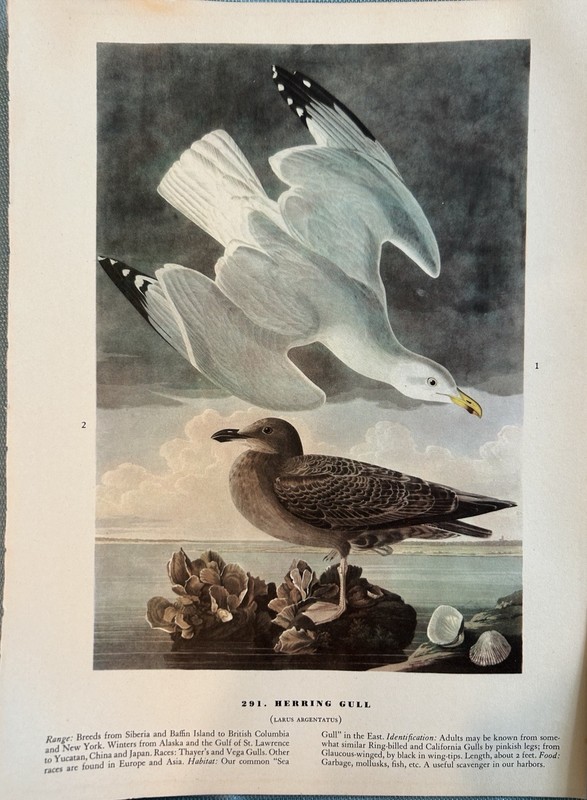 Vintage Audubon Birds of America Book Plates LOT of 6 Mixed Birds Pages 12 x 9 gallery