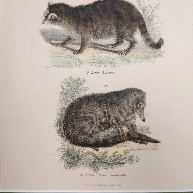 Virtue & Yorston Antique Hand Colored Mammalia Print Wall Decor Raccoon gallery