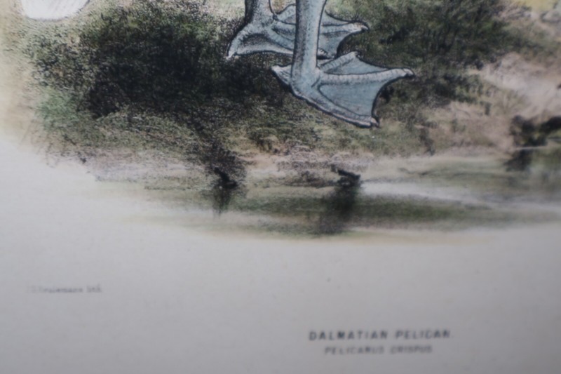 J. G. Keulemans Lithograph Dalmatian Pelican Hand Colored 17x22 Framed gallery