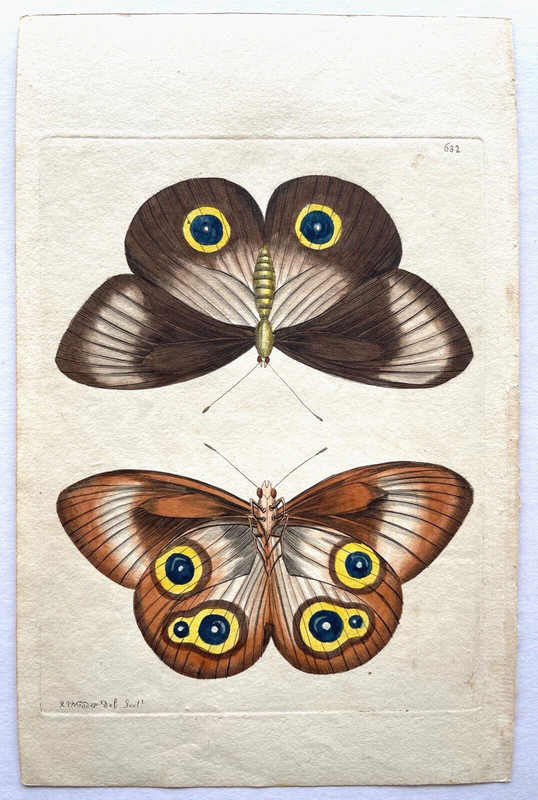 1795-1809 SHAW & NODDER HC Copper Engraved BUTTERFLY/INSECT PRINTS – YOU SELECT
