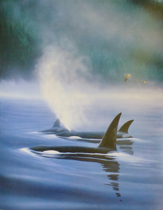Wyland Studios NORTHERN ORCA’S 1988 vintage art print Killer Whale Ocean decor