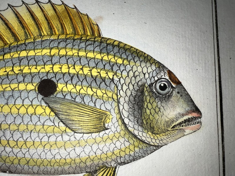 1st EDITION BLOCH OBLONG FOLIO H/C RARE FISH Sea Perch Bass 308