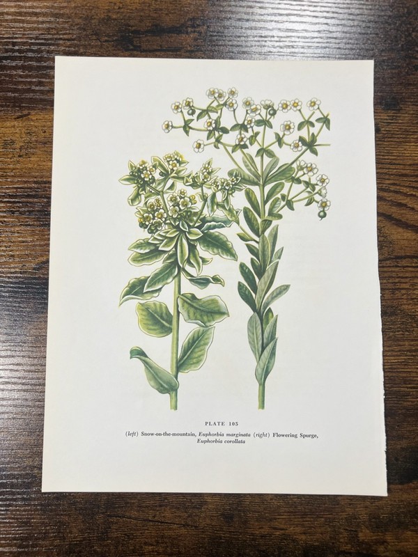 Snow-on-the-mountain / Flowering Spurge — Plate 105