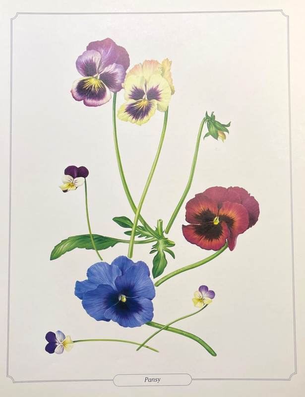 Botanical Print Vintage Color Illustration Plate Pansy Flowers