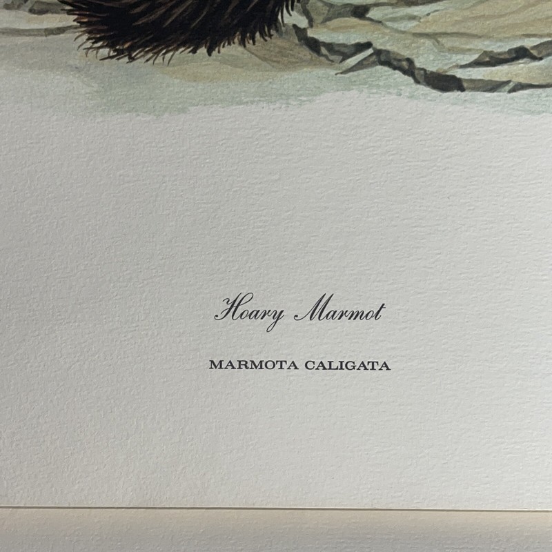 Fine Art Lithograph: Richard Timm - Hoary Marmot - Signed And Registered 22x 28 gallery
