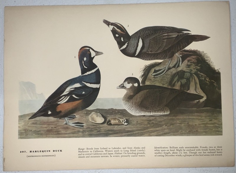 Vintage Audubon Bird Print Plate 297 HARLEQUIN DUCK Macmillan Birds Of America