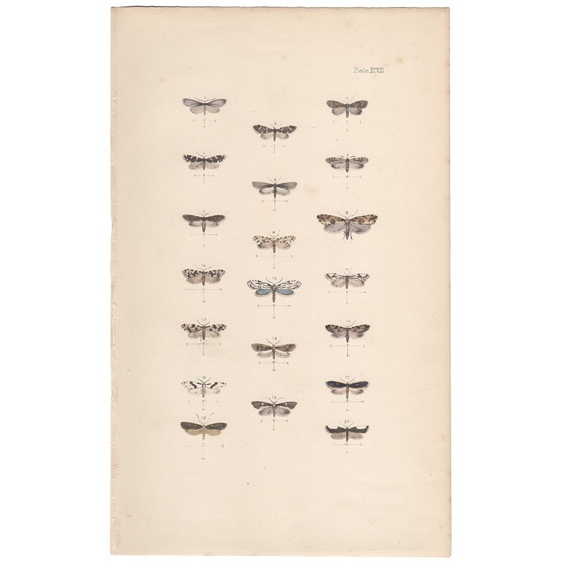 Morris 1872 antique moth print hand-colored lithograph 98 Fern Moth