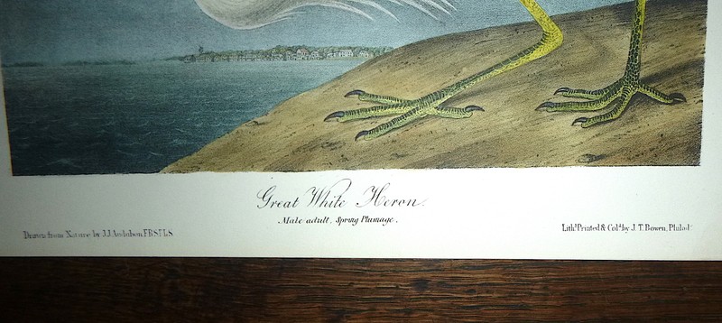 Audubon Octavo GREAT WHITE HERON Birds of America original hand colored litho gallery