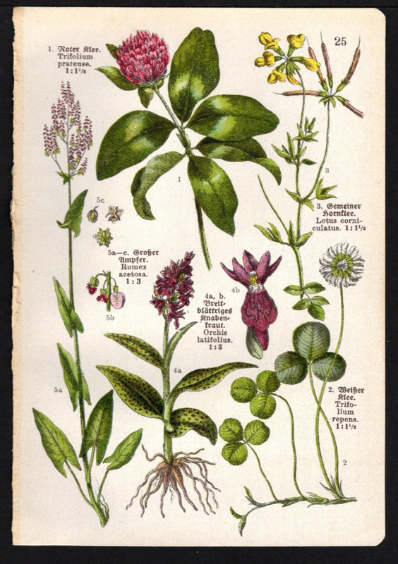 1923 Tiny Botanical Print Salam Panja Orchid, White & Red Clover, etc