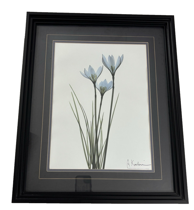 Albert Koetsier Artist Signed Botanical Matted Framed 16×20 Print Frame 22x18x2”