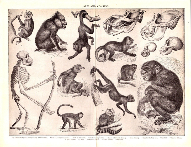«APES AND MONKEYS» Antique print 1906