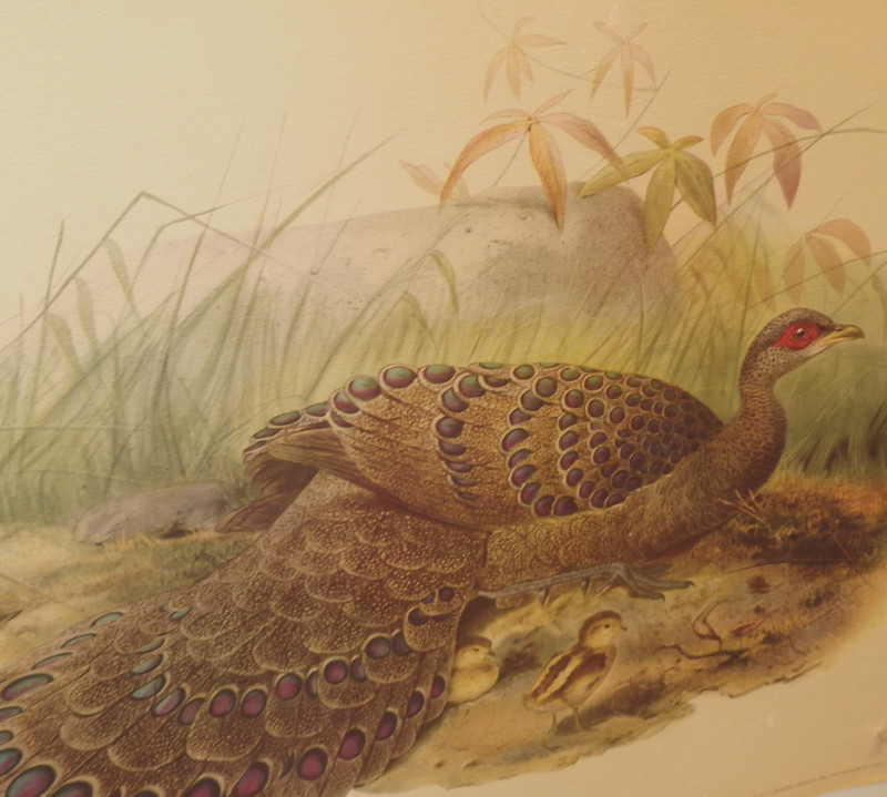 VTG Litho of Germain Peacock Pheasant, 19th C. Game Birds, by Gibson 19″ x 24″