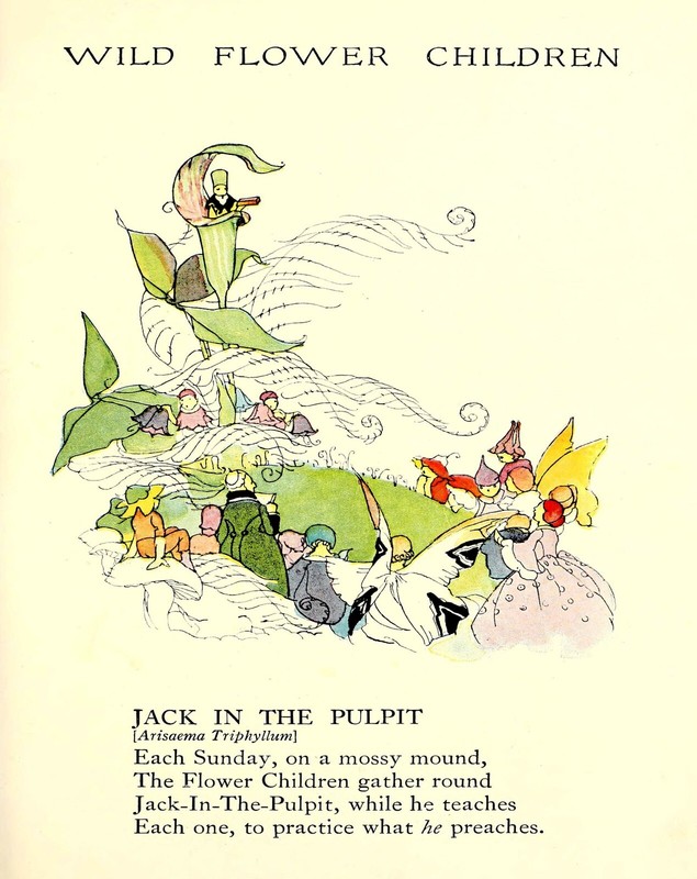 4811 Scott, Janet Laura – Wild Flower Children c.1918 – Jack in the Pulpit
