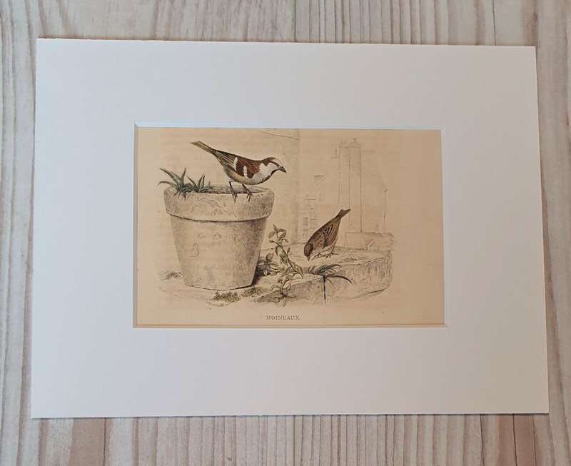 Original coloured bird engraving from Buffon’s «Histoire Naturelle» – circa 1852