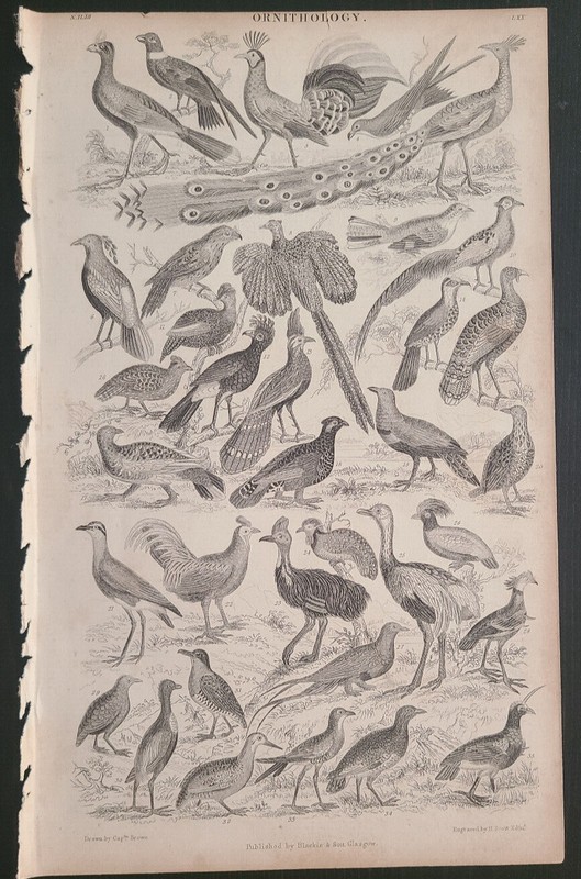 Original Ornithology Naturalist Wood Engraving Plate 1859, Oliver Goldsmith