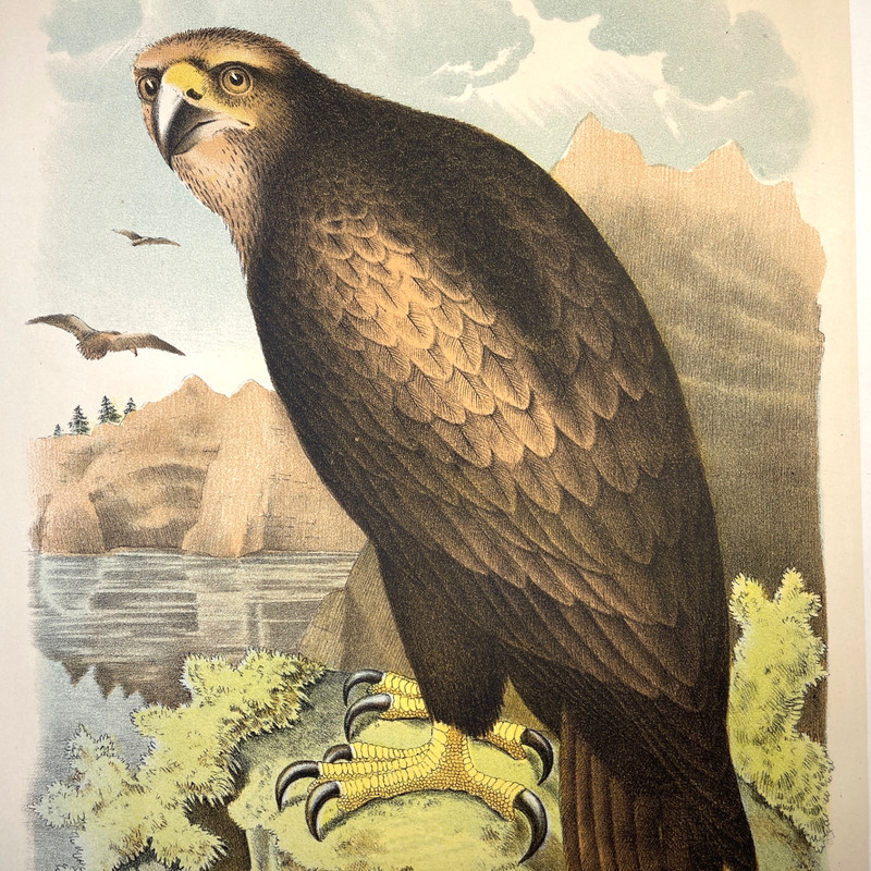 1878 Studer Chromolithograph Sea Eagle Antique Zoological Bird Illustration gallery