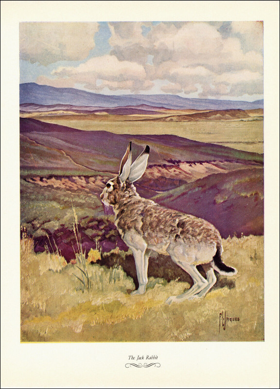 1957 Vintage Print Game Hunting Jack Rabbit Plains Field Mountains Nature Clouds