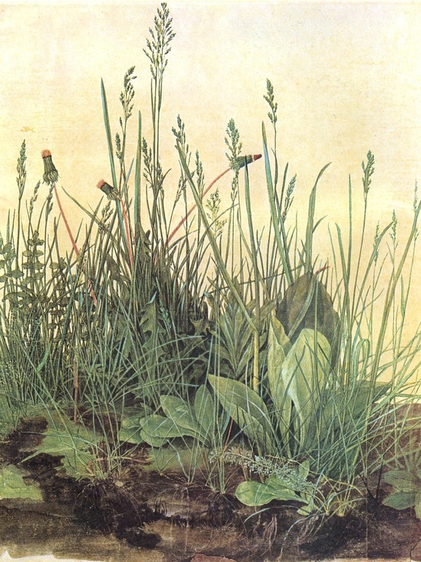 Albrecht Durer - The Large Piece of Turf - Art Print on Paper or Canvas gallery