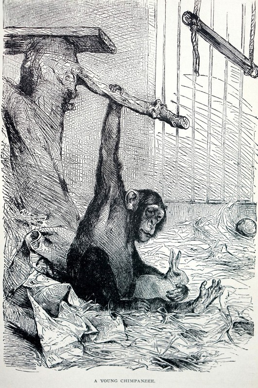 Monkey 1901 YOUNG CHIMPANZEE w RABBIT CHIMP APE Matted Antique Print