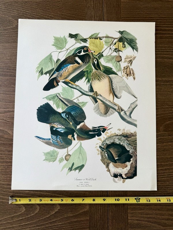 Audubon Wood Duck Print – 1964 Birds of North America Reprint – 17x14 gallery