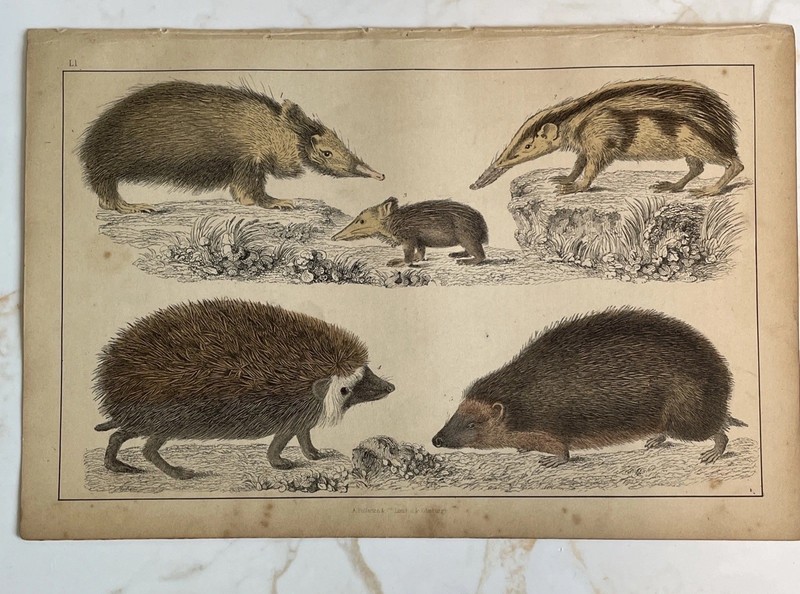 Antique Book Engraving Hand Coloured Print Oliver Goldsmith - Hedgehogs gallery