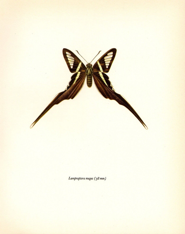 1963 Vintage PROCHAZKA BUTTERFLY «GREEN DRAGONTAIL» WOW! COLOR offset Lithograph