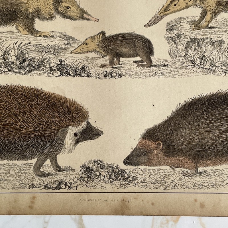Antique Book Engraving Hand Coloured Print Oliver Goldsmith - Hedgehogs gallery