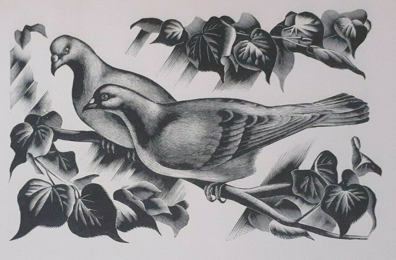 MILLER PARKER PIGEON PIGEONS 1936 Print of a Woodcut BIRD BIRDS