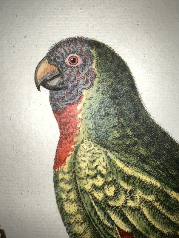 Antique Engraving Edwards Seligmann C1750 Birds Plate 13 Parrot Parakeet