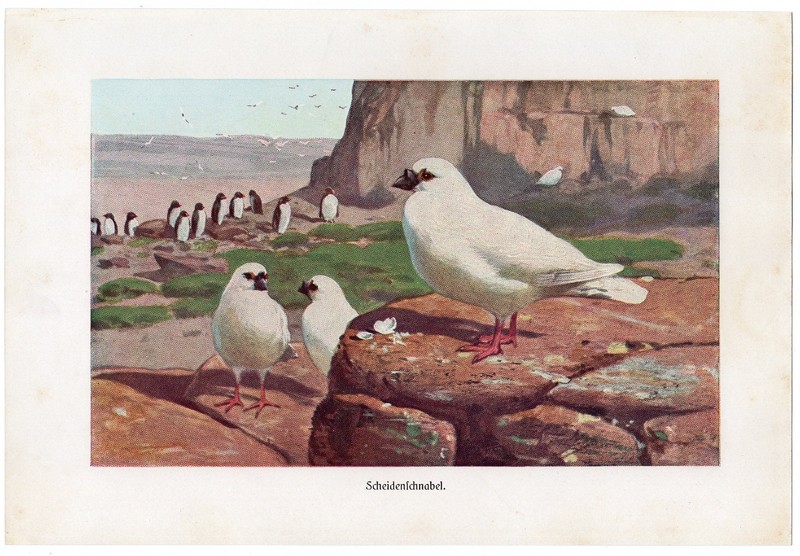 Sheathbill Antarctic Seabirds Rocky Coast 1911 Antique Kuhnert Chromolithograph gallery