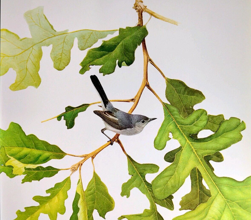 J F Lansdowne Birds Blue-Gray Gnatcatcher Vintage Art Print Book Plate 68