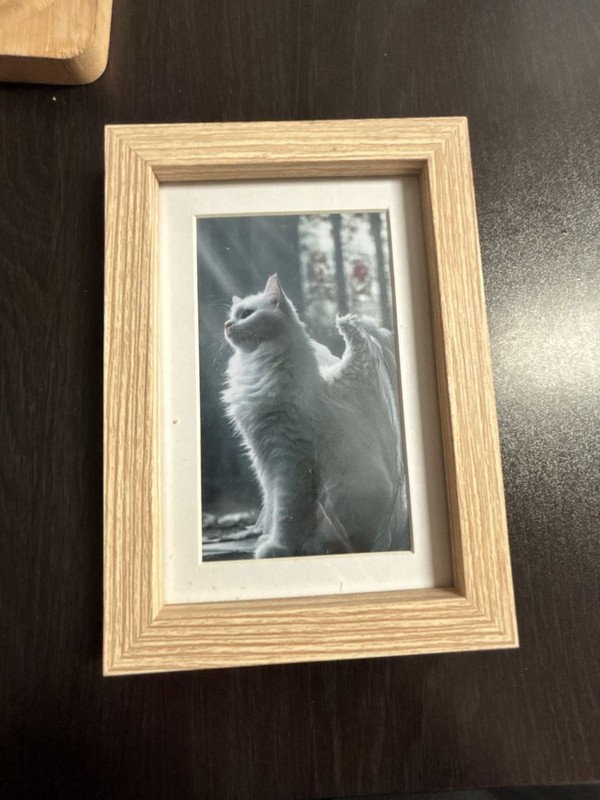 White Angel Cat