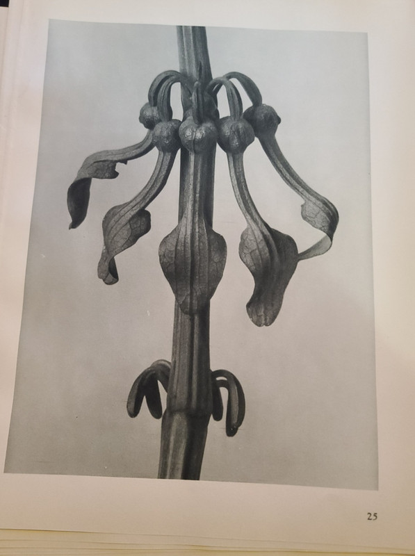 BLOSSFELDT «URFORMEN DER KUNST» Upright Birthwort 1928 original plate 25