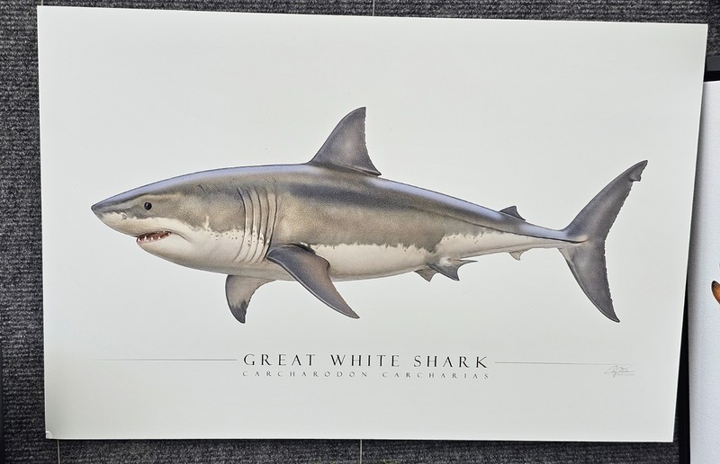 Great White Shark – Side View Aluminum Art Print – by Artist Craig Tinder