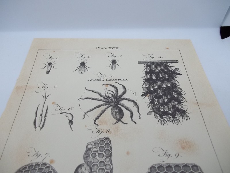 Antique Engraving Print Tarantula Hornet 18th -19th Century Andrew Bell Original gallery