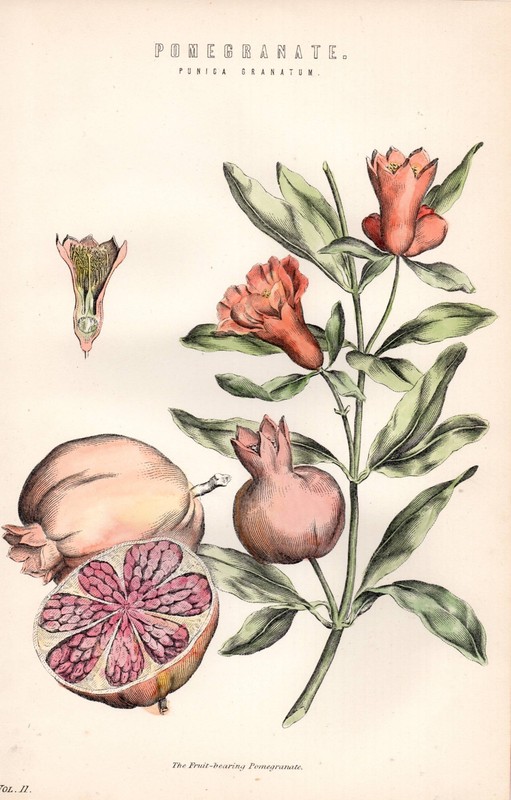 1880 HAND COLOURED PRINT ~ POMEGRANATE PUNICA GRANATUM FRUIT SEEDS