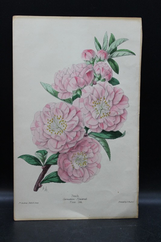 Antique Botanical Print CARNATION FLOWERS Lithograph Peach