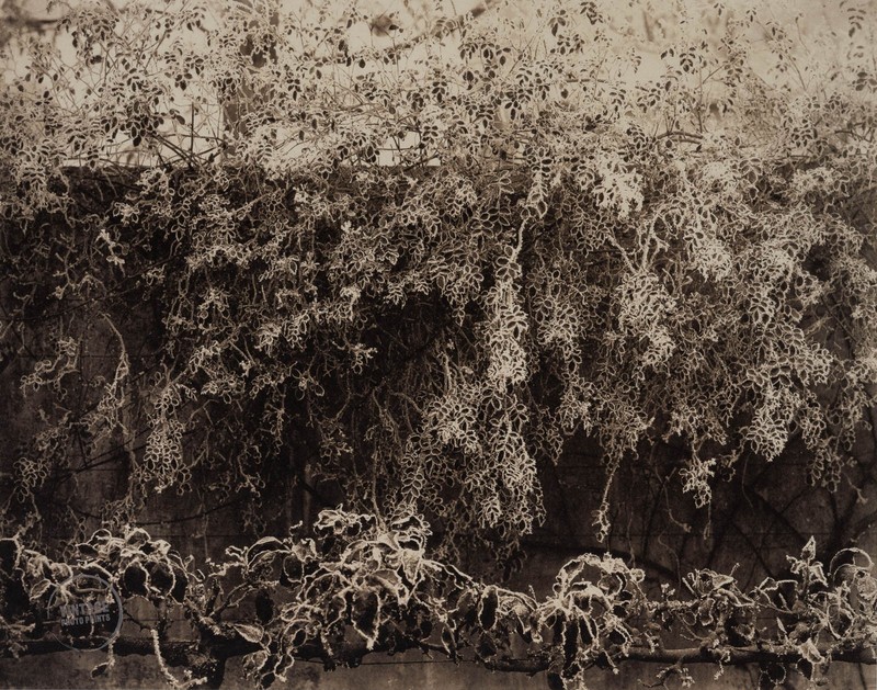 VTG Edward Steichen Print Still Life Frost Rambler Roses France 1920 Mat 12×14