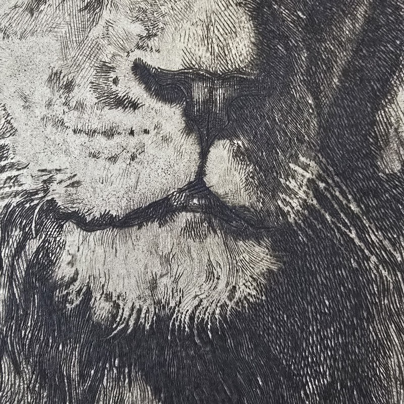 Herbert Dicksee Etching “His Royal Highness” Antique Lion Portrait Wildlife Art gallery