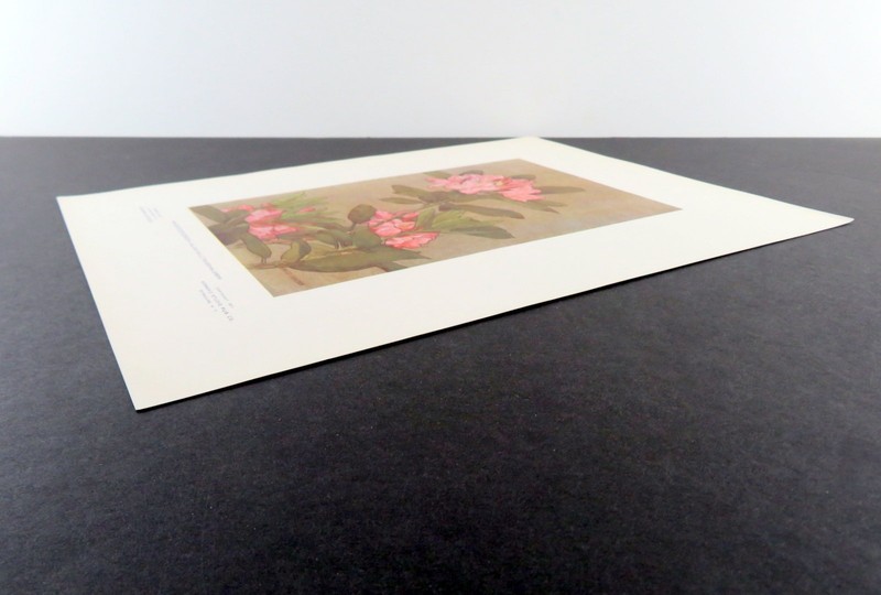Vintage Floral Print, Pink Rhododendron, Keramic Studio 1911 botanical art 13x10 gallery