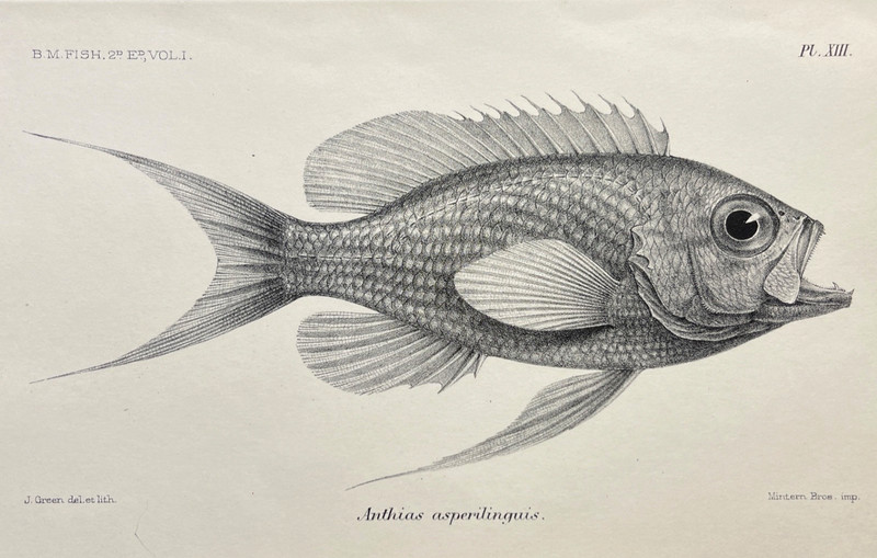 Antique Fish Print 1800s Zoological Illustration Jeweled Gemfish