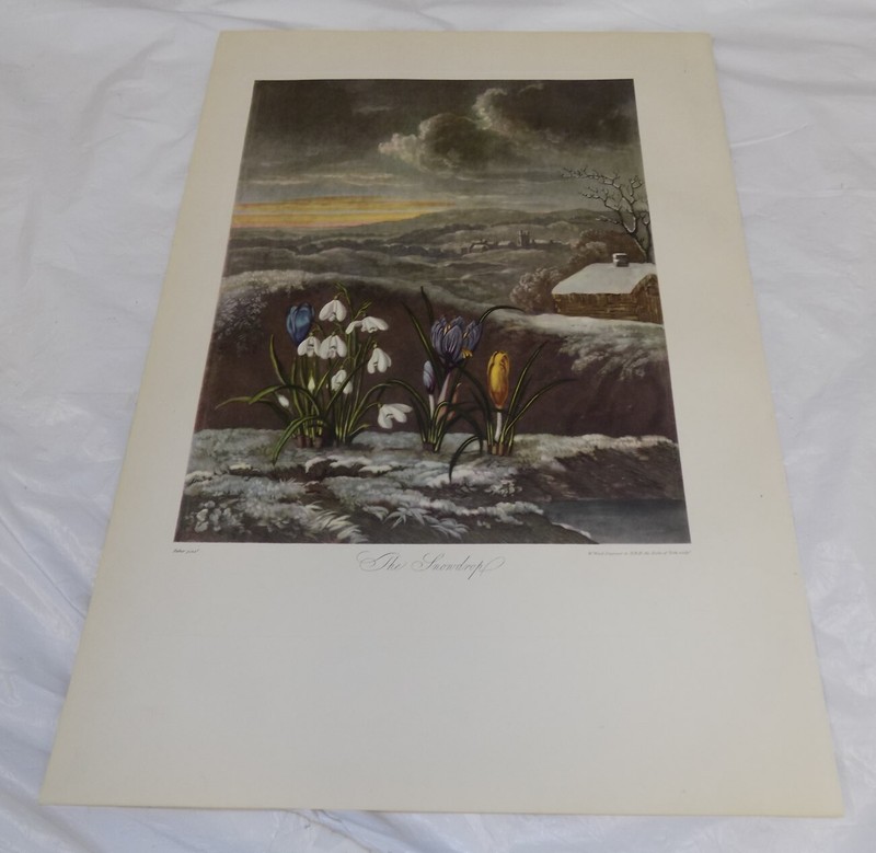 1951 REPRINT of c1800 FLORAL Print///THE SNOWDROP
