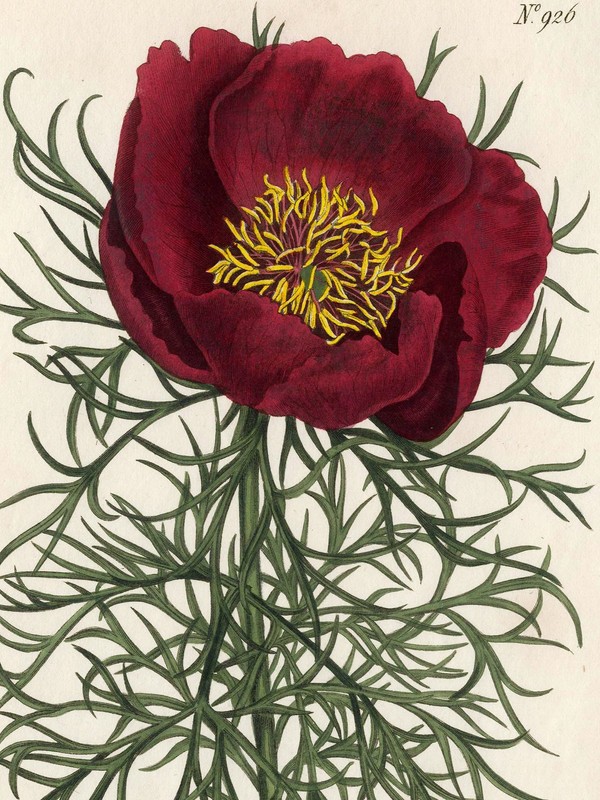 Scarce 1806 Curtis Botanical Hand-Colored Engraving, No. 926 PAEONIA TENUIFOLIA