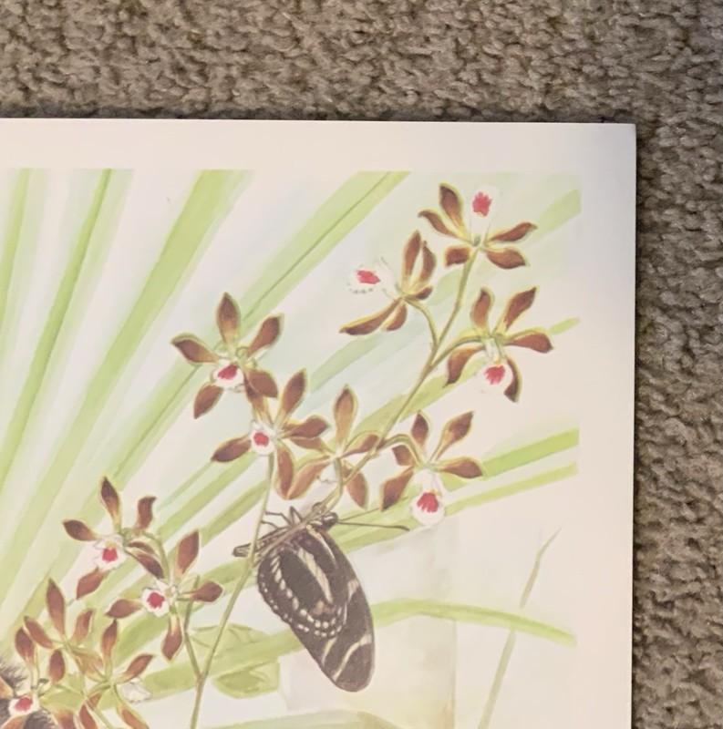 Vintage Marion Ruff Sheehan signed 1984 Lithograph 351/1000 orchids/raccoon gallery