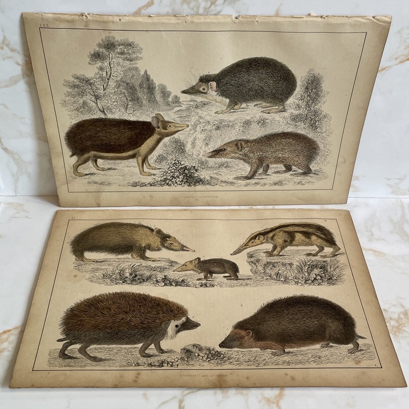 Antique Book Engraving Hand Coloured Print Oliver Goldsmith – Hedgehogs