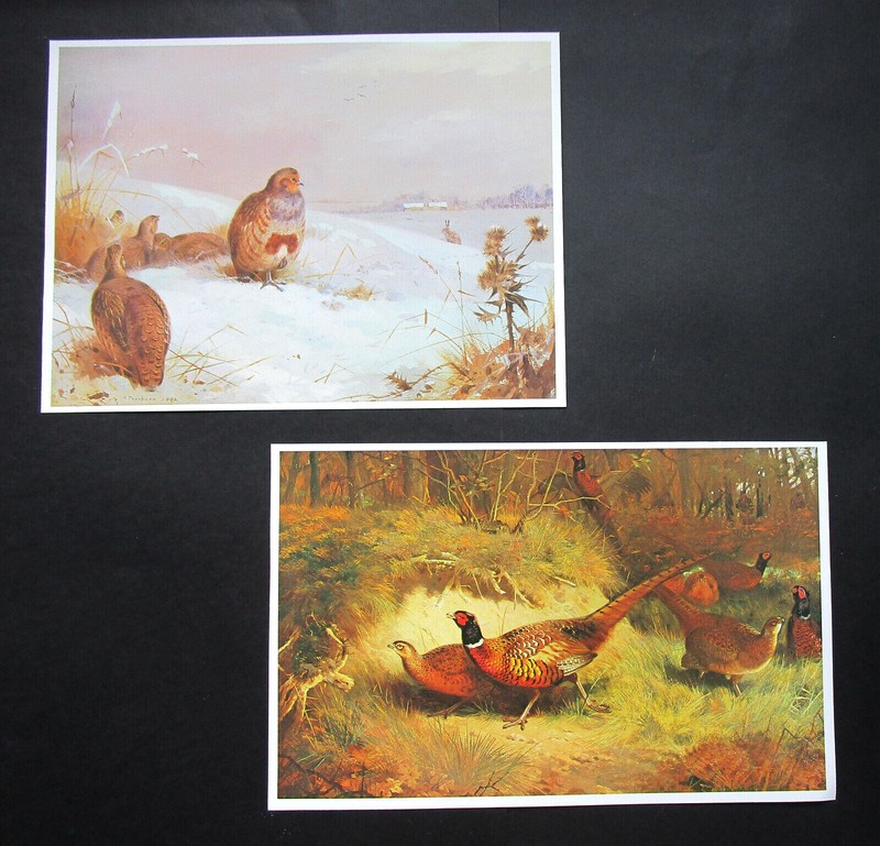 THORBURN TWO 10.8″ x 8″ & 11.5″ x 7.4″ WILDLIFE ART PRINTS GAME BIRDS
