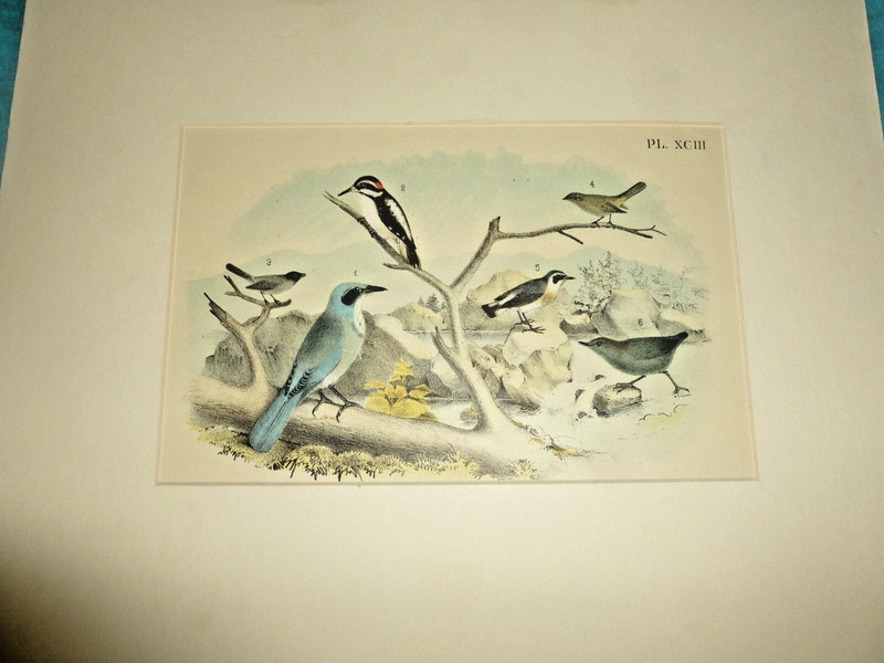 Theodore Jasper Original Antique Bird Color Print 1897 Matted PL CXIII