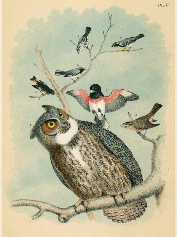 1878 Jacob Studer Birds America Antique Chromolithograph Great Horned Owl gallery