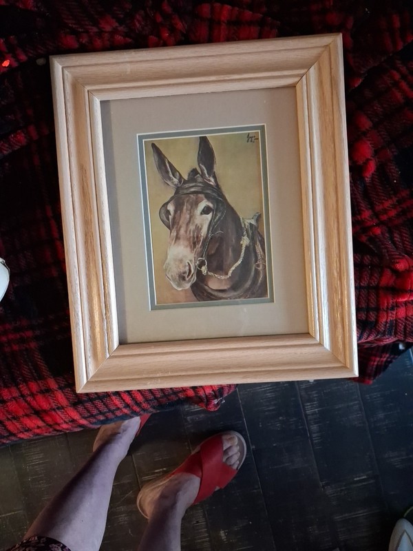 mule pictures