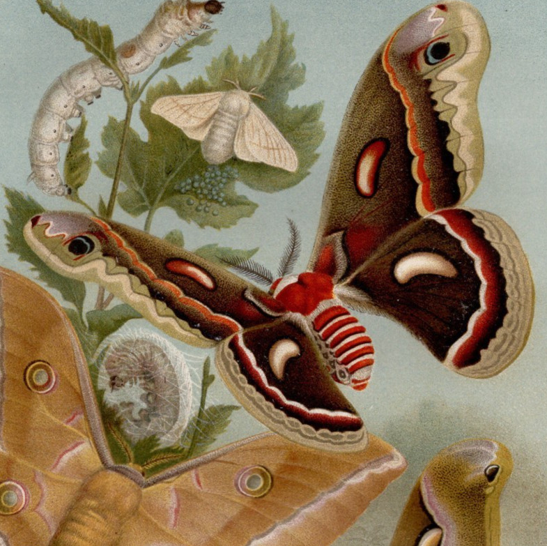 Silkworm Moths Cocoons and Caterpillars 1911 Antique Chromolithograph